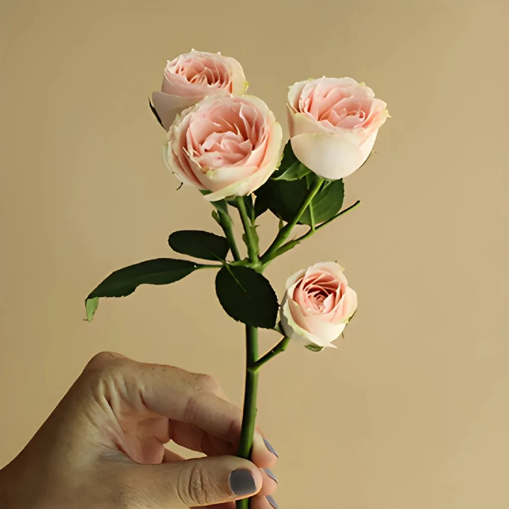 Soft Pink Spray Rose