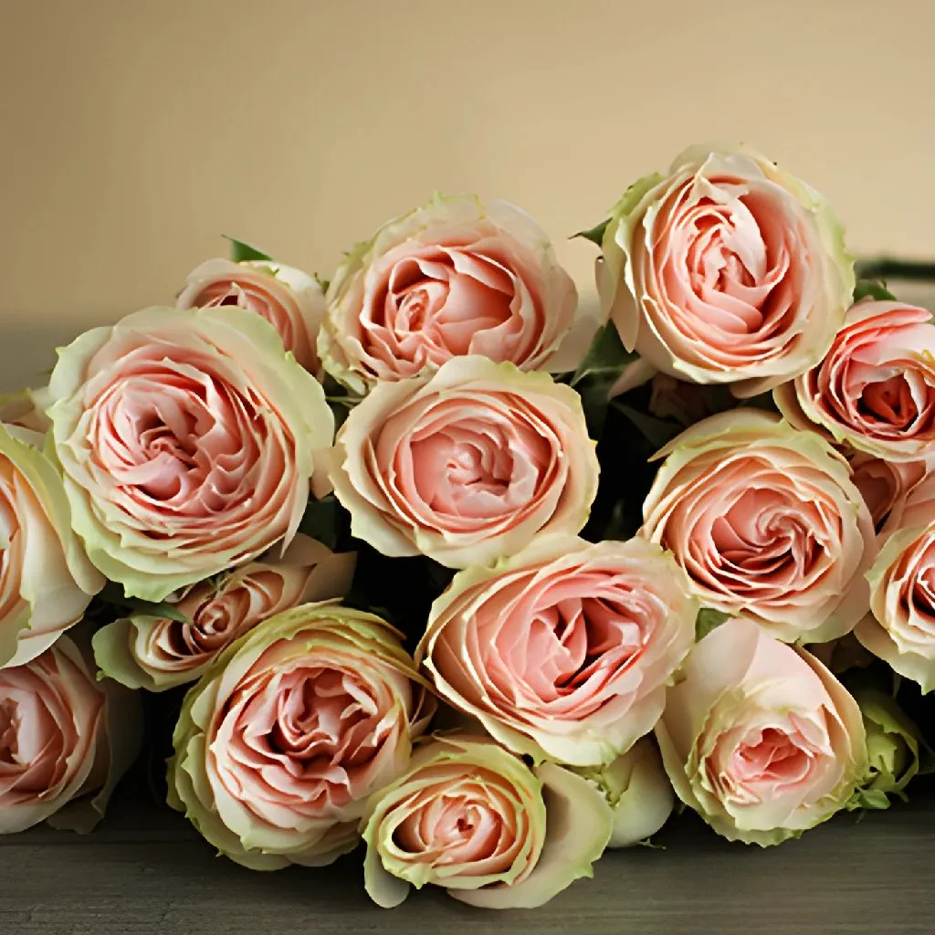 Soft Pink Spray Rose