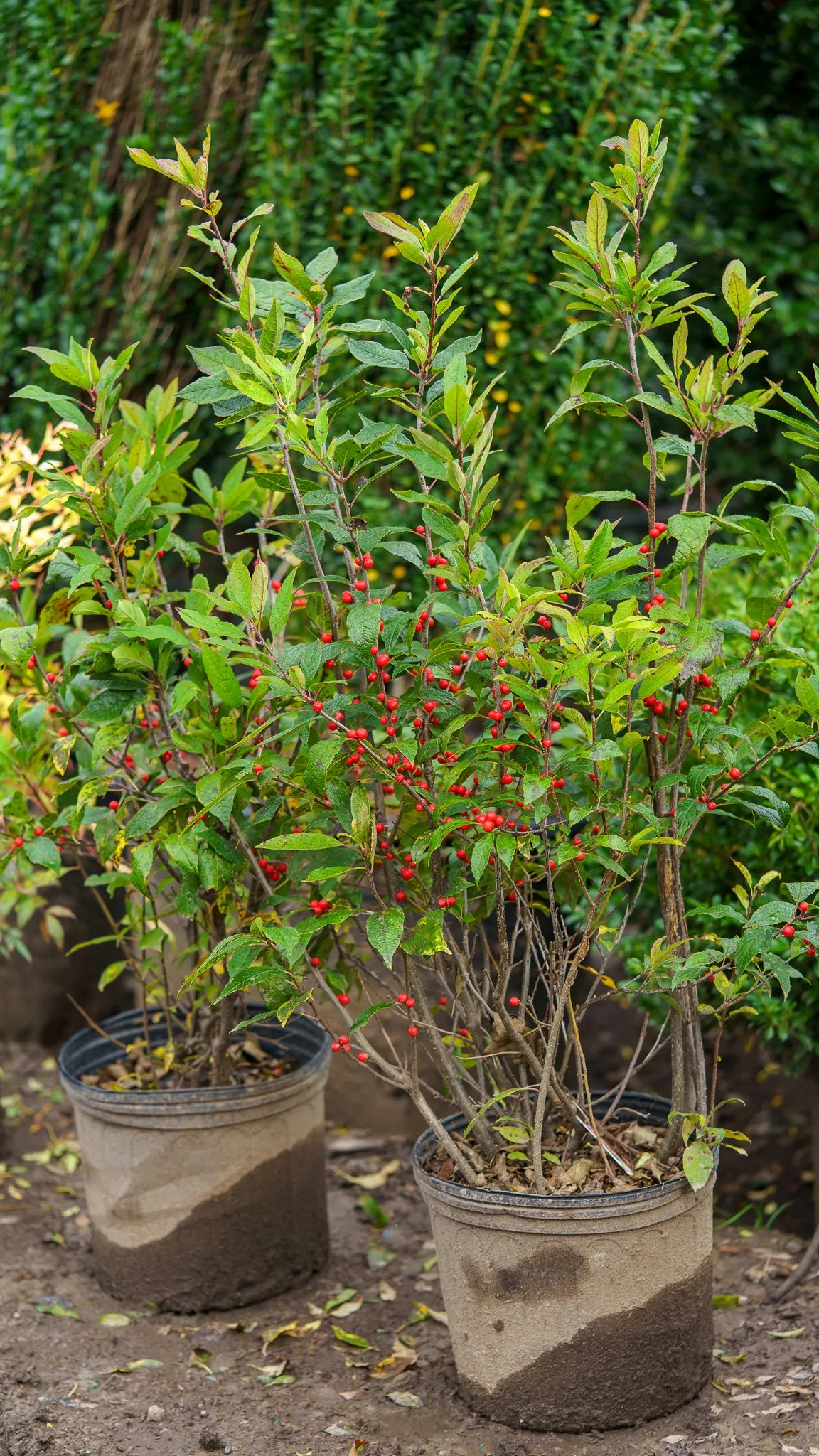 Winter Red Winterberry Holly